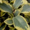 Olive Martini Elaeagnus - 6 Pack Of 1 Gallon Pots -Plant Serie Store elaeagnus olive martini 12