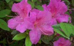 Autumn Amethyst Encore Azalea - 2 Gallon Pot -Plant Serie Store encore azalea amethyst 2