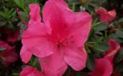 Autumn Carnival Encore Azalea - 3 Gallon Pot -Plant Serie Store encore azalea autumn carnival