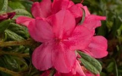 Autumn Jewel Encore Azalea - 2 Gallon Pot -Plant Serie Store encore azalea autumn jewel