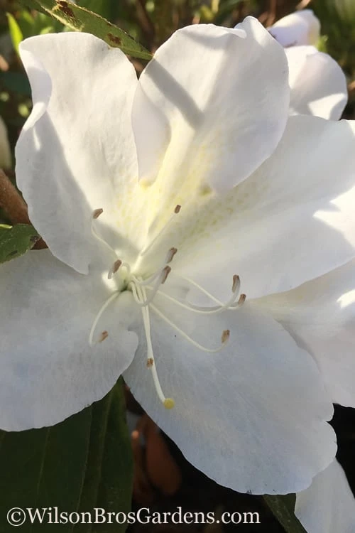 Autumn Lily Encore Azalea - 6 Pack Of 1 Gallon Pots 3 Autumn Lily Encore Azalea - 6 Pack Of 1 Gallon Pots