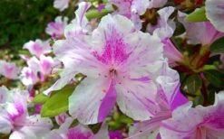 Autumn Twist Encore Azalea - 1 Gallon Pot -Plant Serie Store encore azalea autumn twist