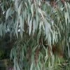 Angus Cold Hardy Eucalyptus Tree (Eucalyptus Nicholii) - Quart Pot -Plant Serie Store eucalyoptus nicholii angus 1 2