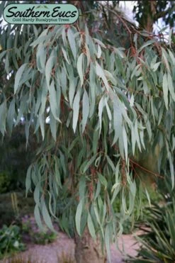Angus Cold Hardy Eucalyptus Tree (Eucalyptus Nicholii) - Quart Pot -Plant Serie Store eucalyoptus nicholii angus 1 3