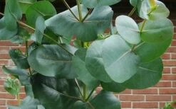 Big O Cold Hardy Eucalyptus Tree (Eucalyptus Neglecta) - Quart Pot -Plant Serie Store eucalyptus bigo leaves 2