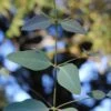 Grace Cold Hardy Eucalyptus Tree (Eucalyptus Elliptica) - 3 Quart Pot -Plant Serie Store eucalyptus elliptica grace 1
