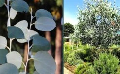 Mappa Tassie Cold Hardy Eucalyptus Tree (Eucalyptus Pauciflora) - 1 Gallon Pot -Plant Serie Store eucalyptus mappa tassie combo