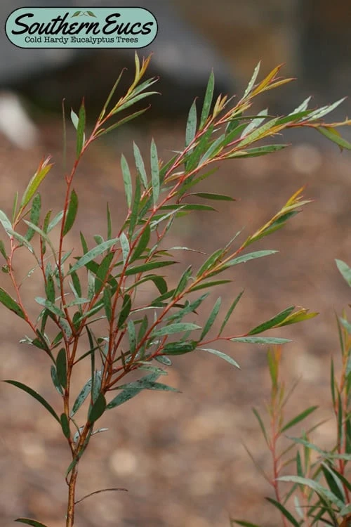 Skinny Minny Hardy Eucalyptus Tree (Eucalyptus Moorei) - Quart Pot 2 Skinny Minny Hardy Eucalyptus Tree (Eucalyptus Moorei) - Quart Pot