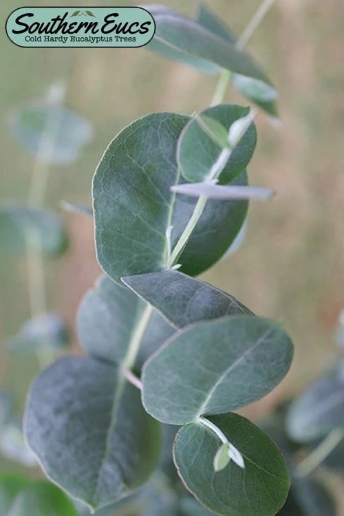 Big O Cold Hardy Eucalyptus Tree (Eucalyptus Neglecta) - 1 Gallon Pot 3 Big O Cold Hardy Eucalyptus Tree (Eucalyptus Neglecta) - 1 Gallon Pot