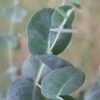 Big O Cold Hardy Eucalyptus Tree (Eucalyptus Neglecta) - Quart Pot -Plant Serie Store eucalyptus neglecta big 0 1 2