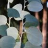 Mappa Tassie Cold Hardy Eucalyptus Tree (Eucalyptus Pauciflora) - 1 Gallon Pot -Plant Serie Store eucalyptus pauciflora mappa tassie 1