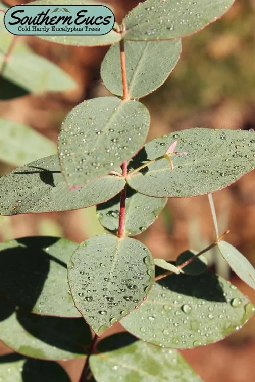 Cab Sav Cold Hardy Eucalyptus Tree (Eucalyptus Rubida) - 5 Gallon Pot 3 Cab Sav Cold Hardy Eucalyptus Tree (Eucalyptus Rubida) - 5 Gallon Pot