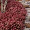 Purple Wintercreeper (Euonymus Fortunei 'Coloratus') - 72 Pack Of Pint Pots -Plant Serie Store euonymus fortunei coloratus purple wintercreeper 8