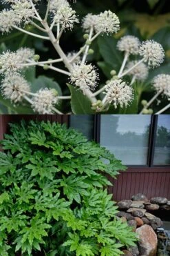 Fatsia Japonica - Japanese Aralia - Glossy Paper Plant - 5 Gallon Pot -Plant Serie Store fatsia Japanese Aralia 2 500x750 1