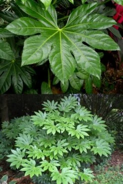 Fatsia Japonica - Japanese Aralia - Glossy Paper Plant - 5 Gallon Pot -Plant Serie Store fatsia Japanese Aralia 500x750 1