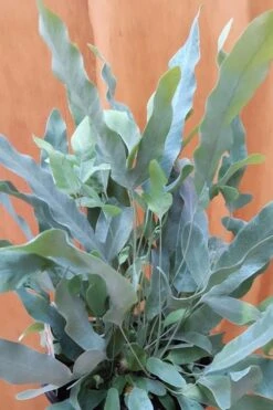 Blue Star Fern - 1 Gallon Pot -Plant Serie Store fern blue star 500x750 1