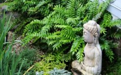 Japanese Holly Fern - Cyrtomium Falcatum 'Rochfordianum' - 2.5 Quart Pot 13 Japanese Holly Fern - Cyrtomium Falcatum 'Rochfordianum' - 2.5 Quart Pot -Plant Serie Store fern20holly203