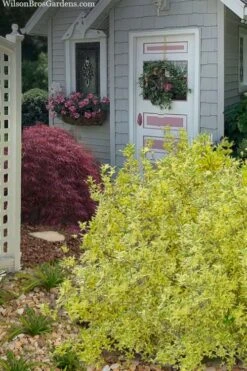 Believe It Or Not Forsythia - 2 Gallon Pot -Plant Serie Store forsythia believe it or not 11