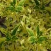 Believe It Or Not Forsythia - 2 Gallon Pot -Plant Serie Store forsythia believe it or not 2