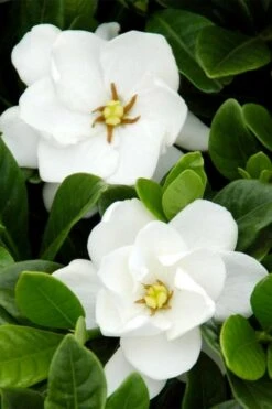 Buttons Gardenia - 1 Gallon Pot -Plant Serie Store gardenia buttons 1 1