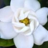 Buttons Gardenia - 3 Gallon Pot -Plant Serie Store gardenia buttons 2
