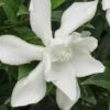 Frost Proof Gardenia - 3 Gallon Pot -Plant Serie Store gardenia frost proof 15