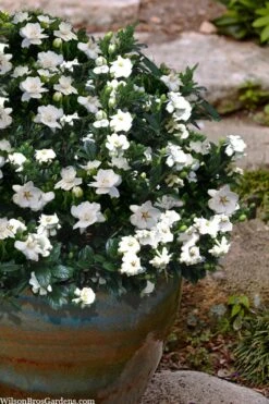 Buttons Gardenia - 3 Gallon Pot 10 Buttons Gardenia - 3 Gallon Pot -Plant Serie Store gardenia jasminoides buttons 10