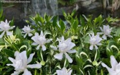 Crescent Moon Dwarf Gardenia - 6 Pack Of 1 Gallon Pots -Plant Serie Store gardenia jasminoides crescent moon dwarf creeping 2