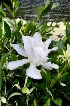 Crescent Moon Dwarf Gardenia - 6 Pack Of 1 Gallon Pots -Plant Serie Store gardenia jasminoides crescent moon dwarf creeping 6