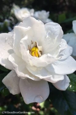 Crown Jewel Gardenia - 1 Gallon Pot -Plant Serie Store gardenia jasminoides crown jewel 11