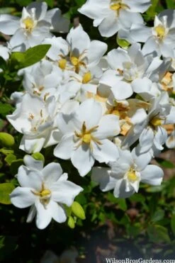Snow Flurry Hardy Gardenia - 1 Gallon Pot 10 Snow Flurry Hardy Gardenia - 1 Gallon Pot -Plant Serie Store gardenia jasminoides snow flurry 2