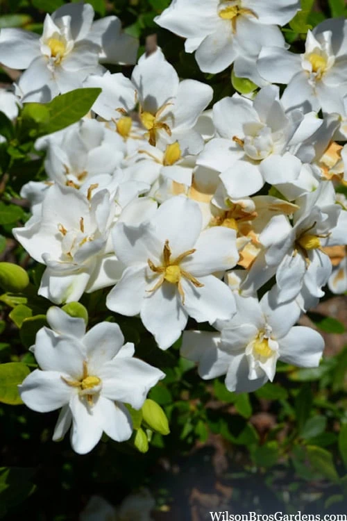 Snow Flurry Hardy Gardenia - 1 Gallon Pot 6 Snow Flurry Hardy Gardenia - 1 Gallon Pot - Image 4
