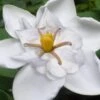 Snow Flurry Hardy Gardenia - 1 Gallon Pot -Plant Serie Store gardenia jasminoides snow flurry 5