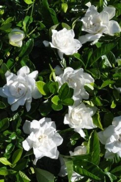 Snow Puff Hardy Gardenia - 7 Gallon Pot -Plant Serie Store gardenia jasminoides snow puff 2