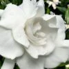 Snow Puff Hardy Gardenia - 7 Gallon Pot -Plant Serie Store gardenia jasminoides snow puff 4