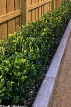 Summer Snow Gardenia - 3 Gallon Pot 13 Summer Snow Gardenia - 3 Gallon Pot -Plant Serie Store gardenia jasminoides summer snow 11