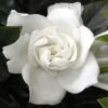Summer Snow Gardenia - 3 Gallon Pot -Plant Serie Store gardenia jasminoides summer snow 12