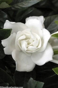 Plant Serie Store 11 Summer Snow Gardenia - 3 Gallon Pot