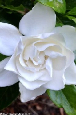 Summer Snow Gardenia - 3 Gallon Pot 17 Summer Snow Gardenia - 3 Gallon Pot -Plant Serie Store gardenia jasminoides summer snow 3