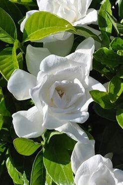 Summer Snow Gardenia - 3 Gallon Pot 14 Summer Snow Gardenia - 3 Gallon Pot -Plant Serie Store gardenia jasminoides summer snow 4