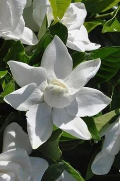 Summer Snow Gardenia - 3 Gallon Pot 16 Summer Snow Gardenia - 3 Gallon Pot -Plant Serie Store gardenia jasminoides summer snow 5