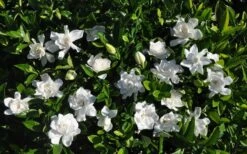 Summer Snow Gardenia - 3 Gallon Pot 15 Summer Snow Gardenia - 3 Gallon Pot -Plant Serie Store gardenia jasminoides summer snow 9