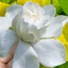 Gold Doubloon Gardenia - 3 Gallon Pot 1 Gold Doubloon Gardenia - 3 Gallon Pot -Plant Serie Store gardenia ogon no hana gold doubloon 10