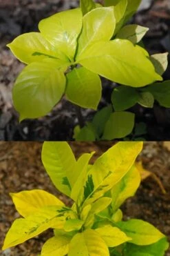 Gold Doubloon Gardenia - 3 Gallon Pot -Plant Serie Store gardenia ogon no hana gold doubloon 4