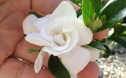 Jubilation Gardenia - 2 Gallon Pot -Plant Serie Store gardeniajubilation