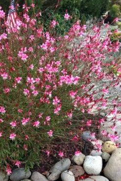 Siskiyou Pink Gaura (Wandflower) - 1 Gallon Pot -Plant Serie Store gaura siskiyou pink 10
