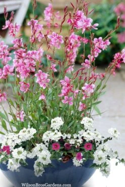 Siskiyou Pink Gaura (Wandflower) - 1 Gallon Pot -Plant Serie Store gaura siskiyou pink 7