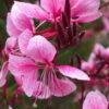Siskiyou Pink Gaura (Wandflower) - 1 Gallon Pot -Plant Serie Store gaura siskiyou pink 9