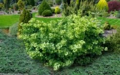 Mariken Dwarf Ginkgo Tree - 3 Gallon Pot (1.5-2.5') -Plant Serie Store ginkgo biloba mariken dwarf 5