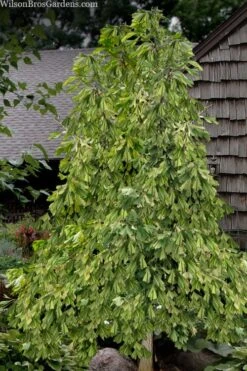 California Sunset Ginkgo Tree - 3 Gallon Pot (4-5') -Plant Serie Store ginkgo california sunset 10